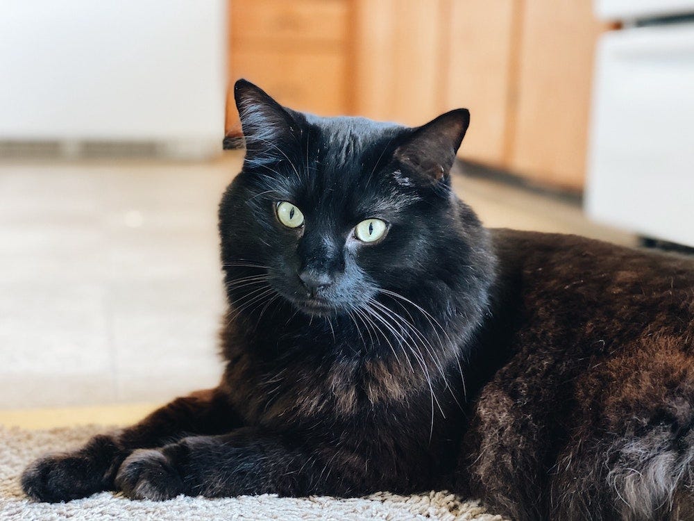 17 Cute Long-Haired Cat Breeds