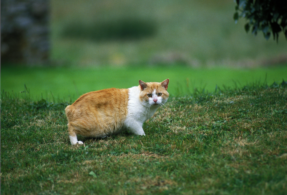 10 Cat Breeds That Thrive In Cold Weather Litter Robot