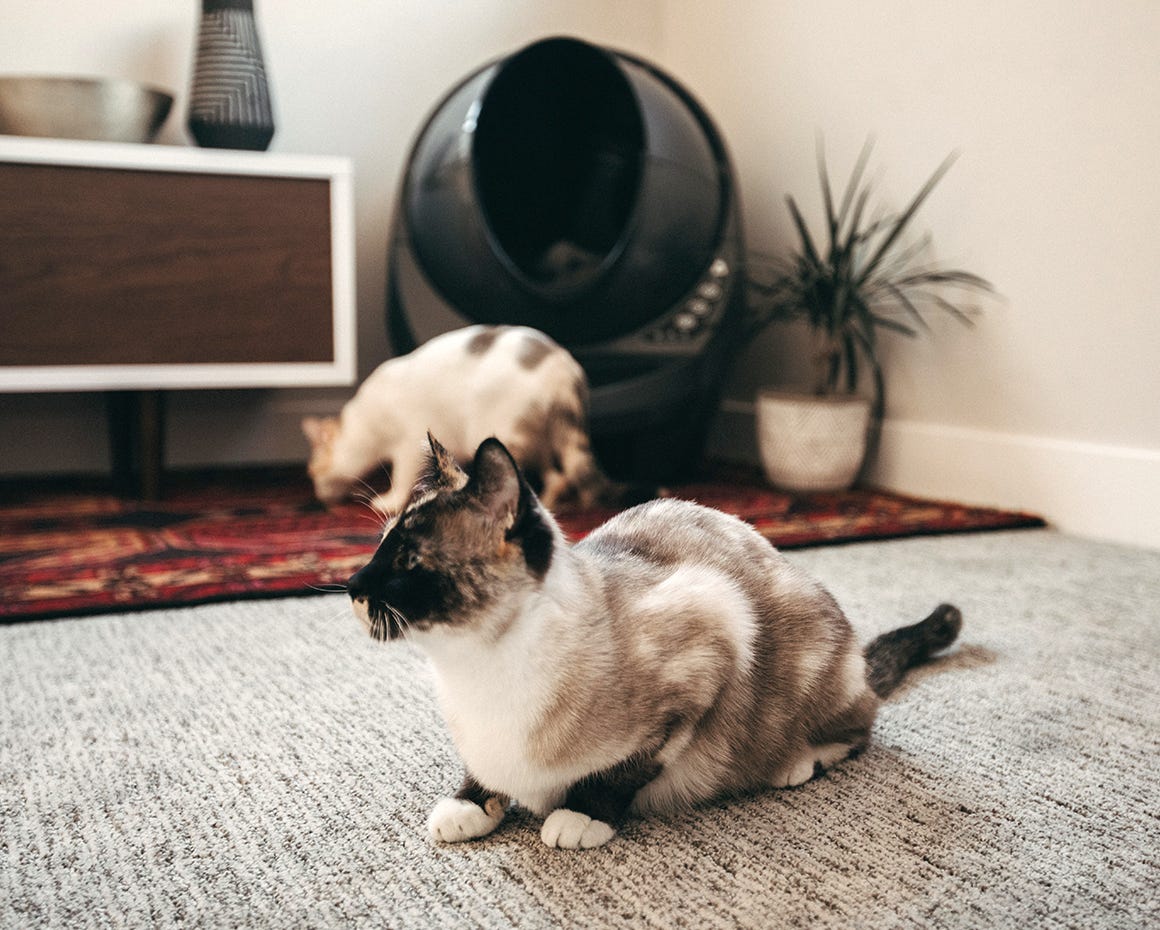 Gray cat laying on a rug near the litter robot while another cat prepares to enter