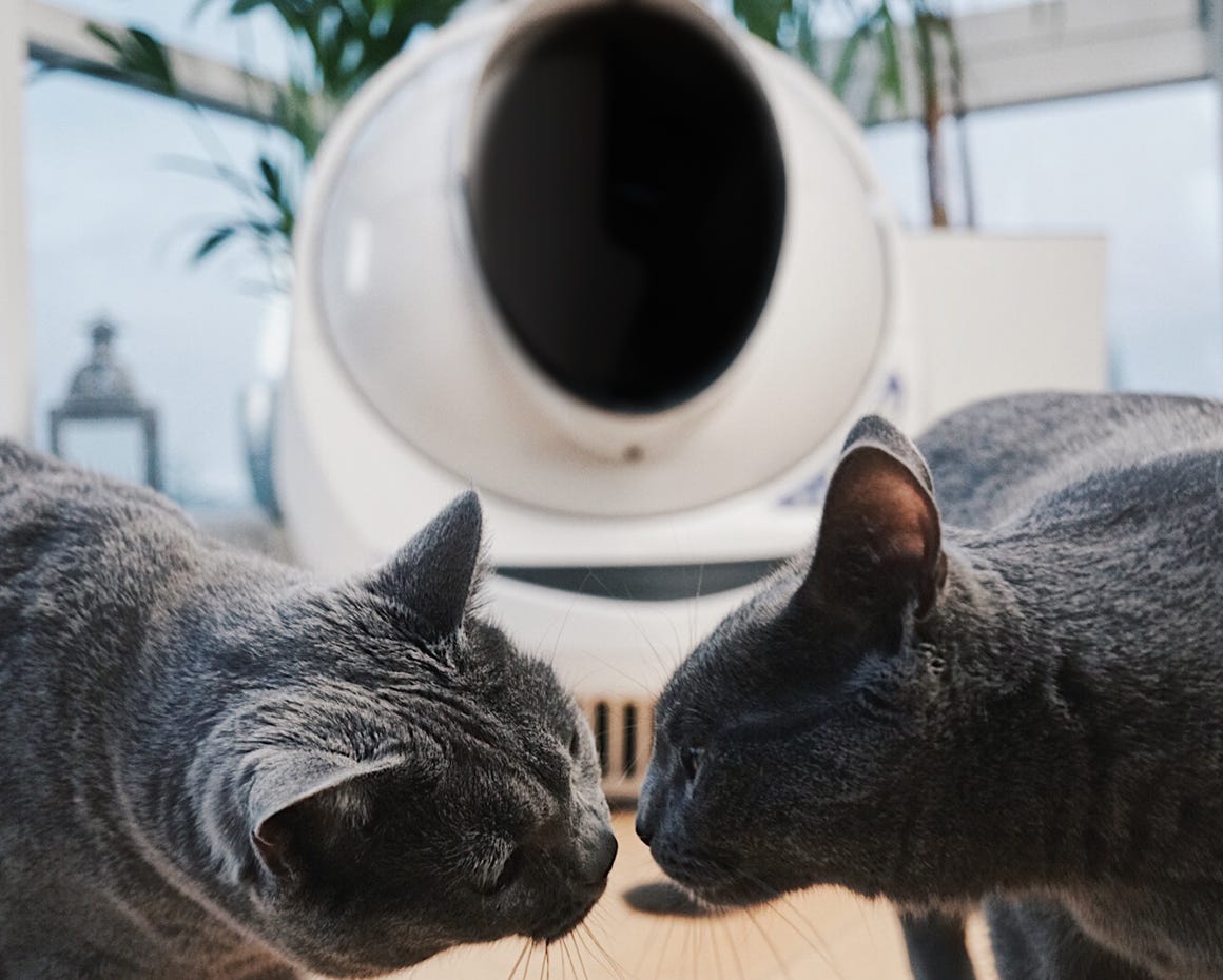 Two gray cats nose-to-nose with a Litter Robot 3 Connect in the background