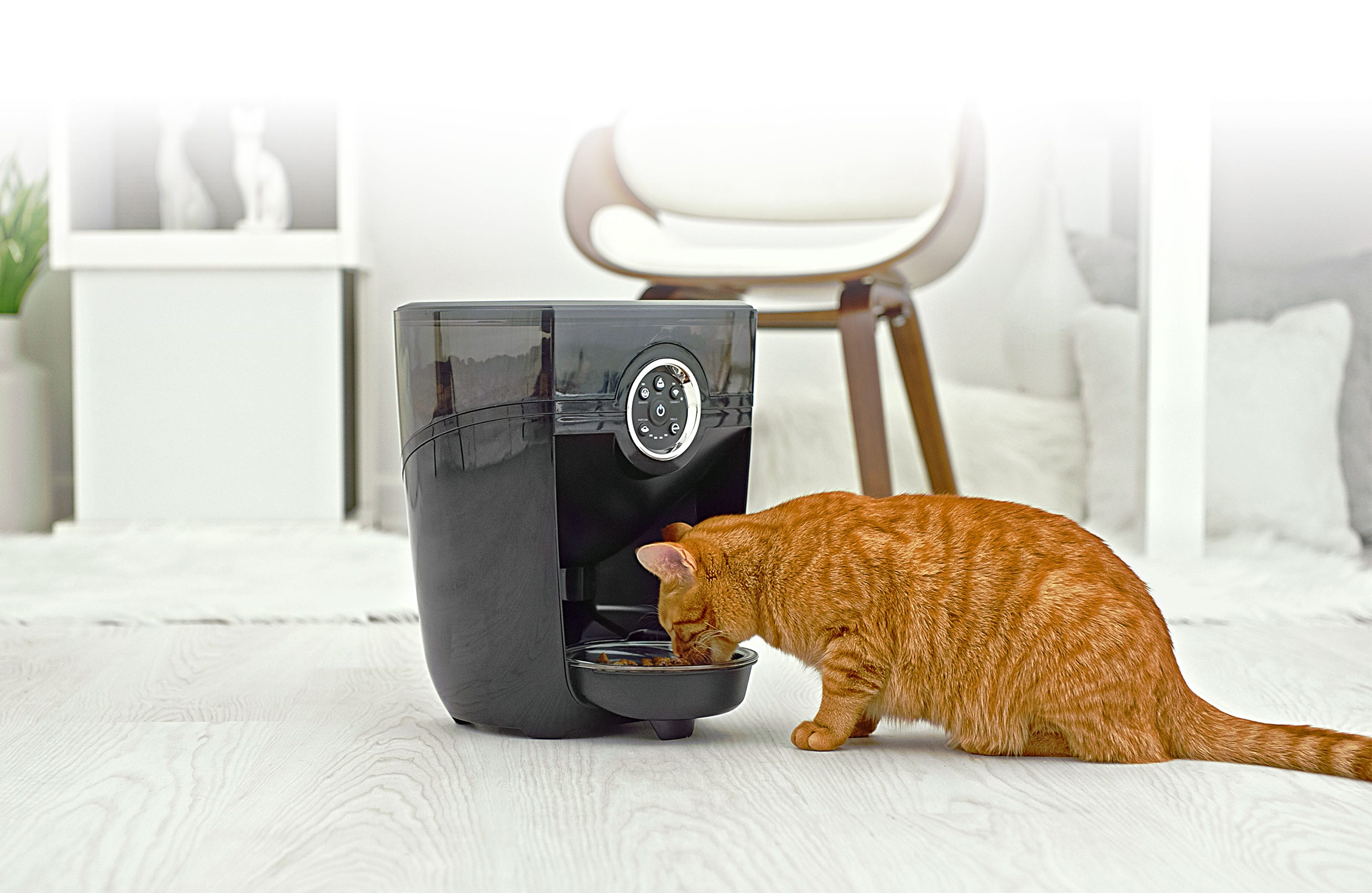 Orange cat eating from a Feeder-Robot
