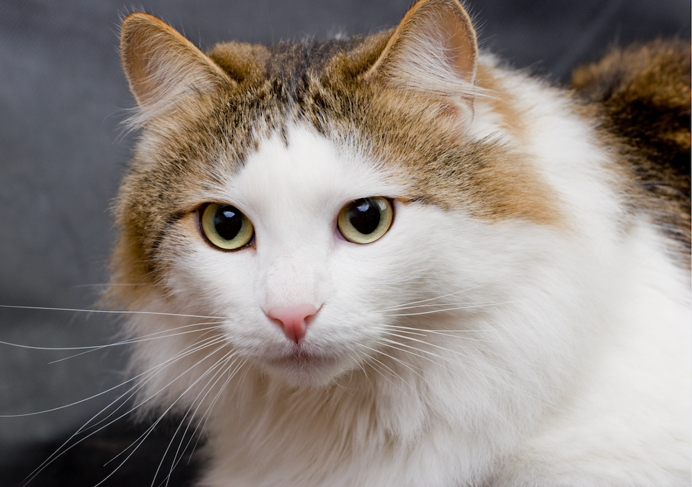brown and white tabby Ragamuffin cat