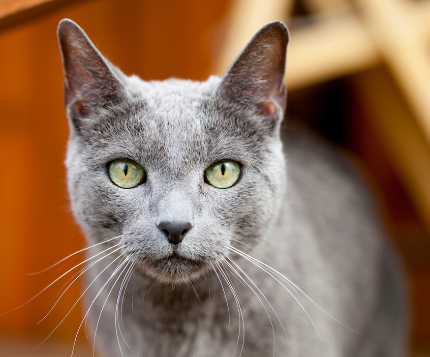 Grey Cat Breeds: Traits, Personality & How to Adopt