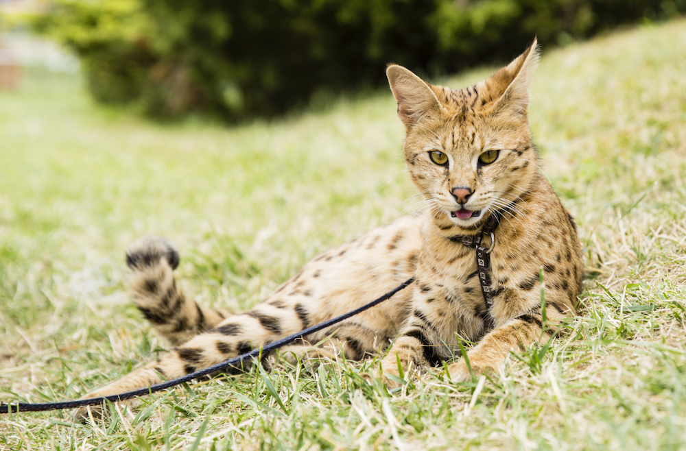 leashed Savannah cat lying in grass