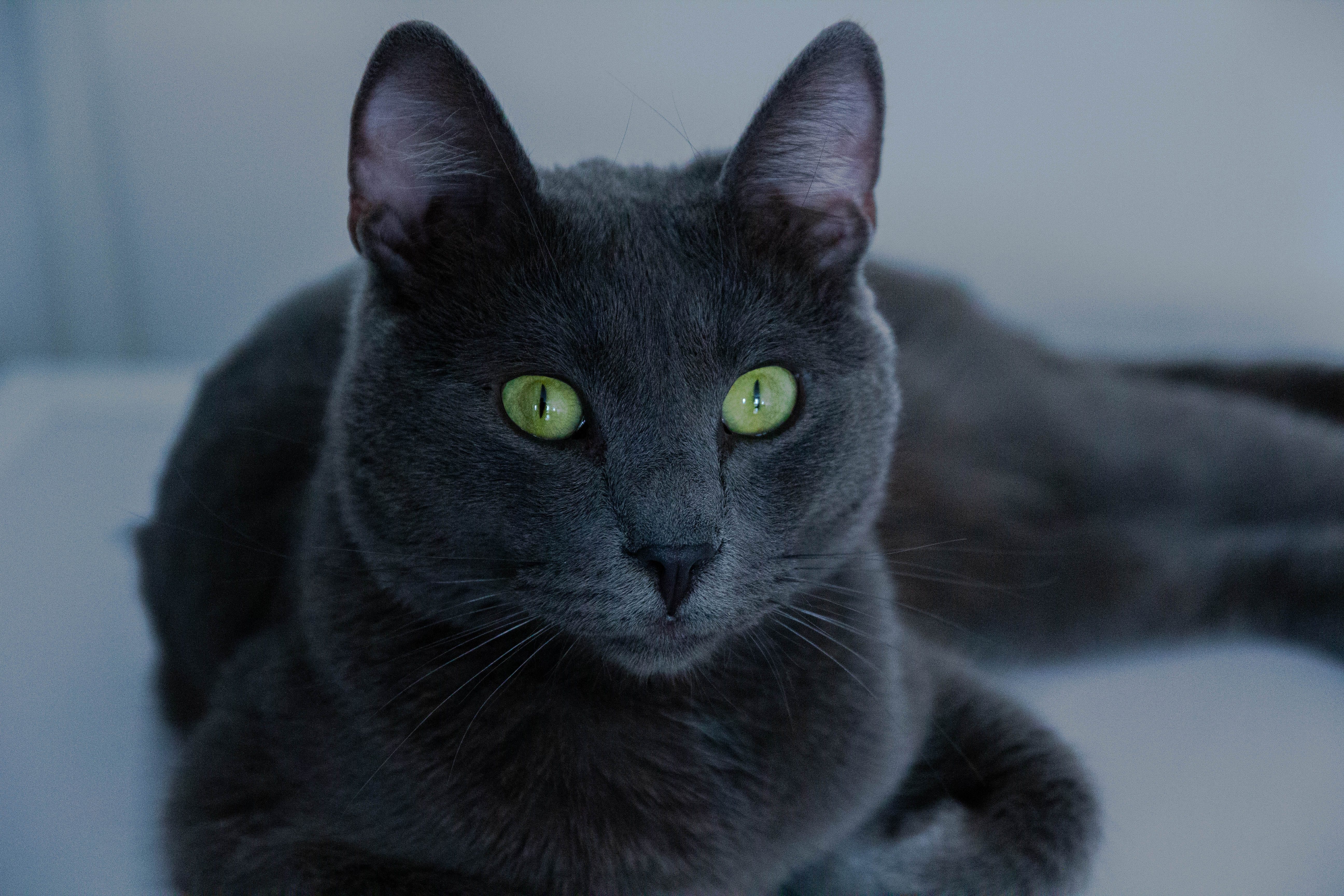 Russian Blue Cat Breed Profile Litter Robot Russian Blue Cat Breed Profile Litter Robot