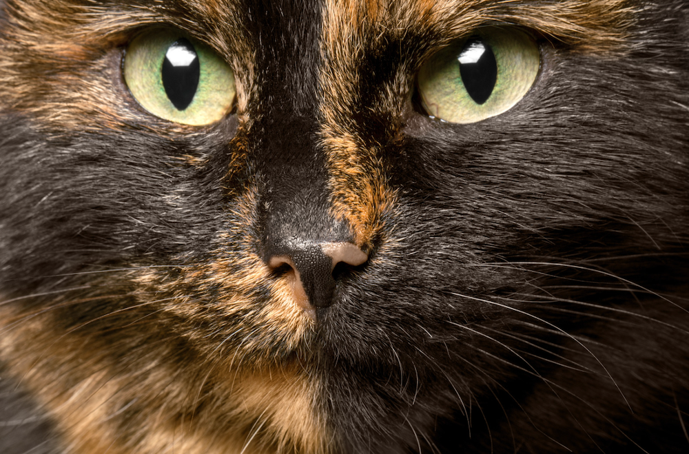 Tortoishell Cats Fascinating Facts About The Tortie Cat